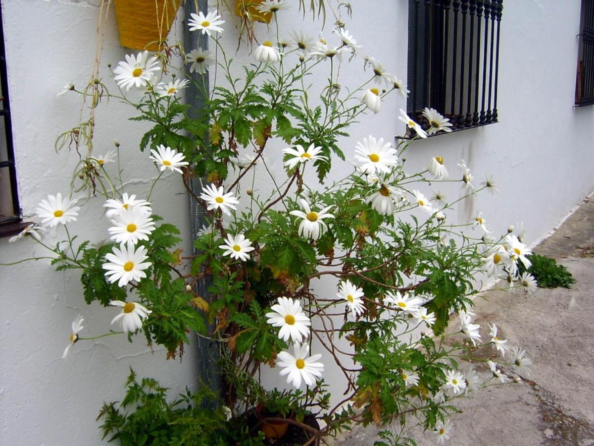 Appartamento Mi Casa En Benamahoma Esterno foto